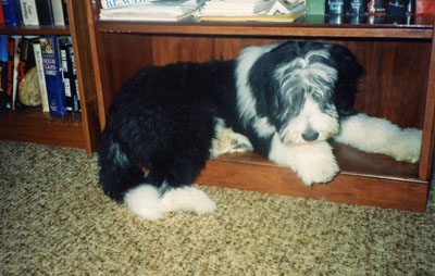 5 month old Robbie is realizing that he does not fit in the bookshelf very well.